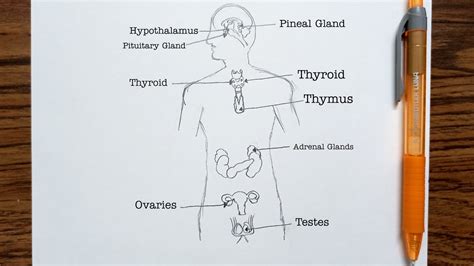 How to draw diagram of human Endocrine system easily step by step
