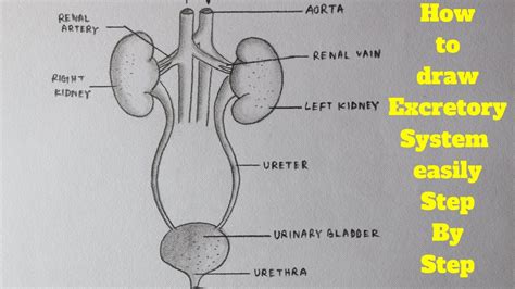 How to draw human excretory system easyHow to draw human Urinary