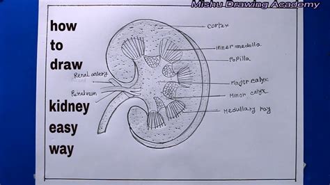 How to draw kidney easy.  Kidney Structure Drawing Structure Of Kidney Diagram Ki...