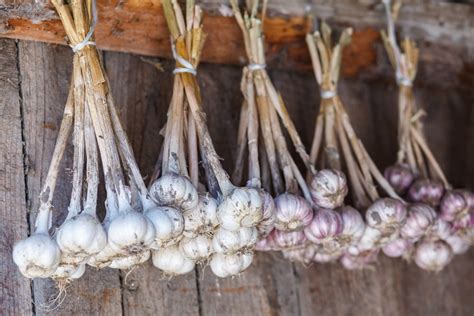 How to dry garlic in oven