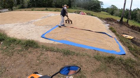 How to dry wet rice palay before milling the rice - YouTube