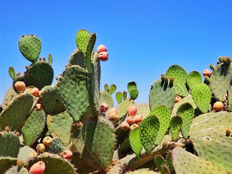Prickly pear cactus grows in hot, sunny climates, like the southwest U.S. and Mexico. It is considered a healthy part of the Mexican diet. People eat the fruit of the prickly pear cactus.. 