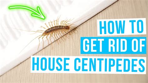 How to eliminate centipedes in my house