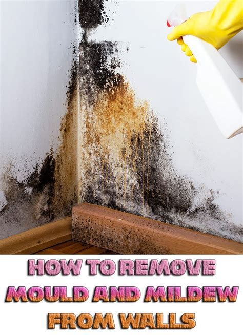 How to eliminate mold on walls. Place a fan next to the wall and allow the area to dry. This ensures that there is no remaining moisture on the wall from the cleaning process. After 24 hours, assess the area and repeat the process if necessary. After the wall has been dried, some stains will still be visible. At this point, the wall can be repainted. 