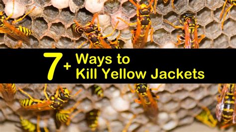 How to eliminate yellow jackets. Check rodent holes for nests, and if they are empty, make sure to fill these holes. Be careful and watch your step in case there are other nests nearby. You are most likely to notice a yellow jacket nest in late summer and early fall. The rest of the year, the low overnight temperatures are still too low for active bugs. 