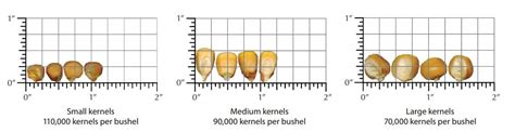 How to estimate the number of popcorn in a large …