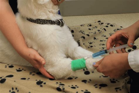 Nursing an ailing dog sometimes can be done at home. Learn how to help a sick dog without having to go to the vet. Advertisement Any time your dog needs treatment for a significant health problem, his recovery at home will go faster if he g.... 