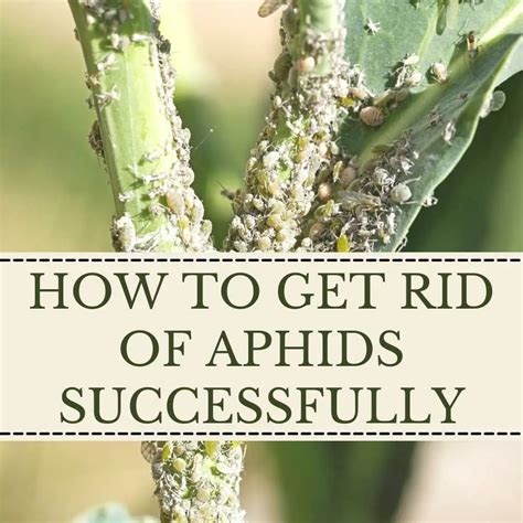 How to exterminate aphids. Things To Know About How to exterminate aphids. 