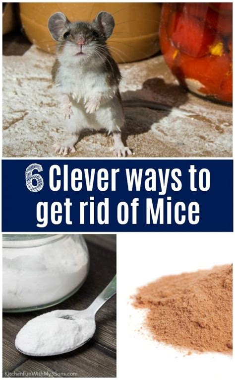 How to exterminate mice. 10 May 2021 ... Break out your peppermint or clove essential oil, and soak a cotton pad with it. Put the cotton ball where mice like to hang out — your ... 