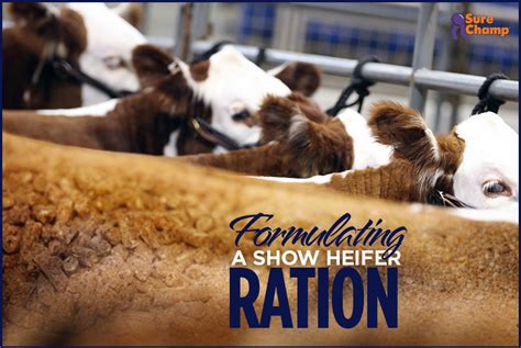 How to feed a show heifer? - Steer Planet