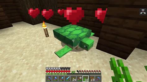 How to feed a turtle in minecraft