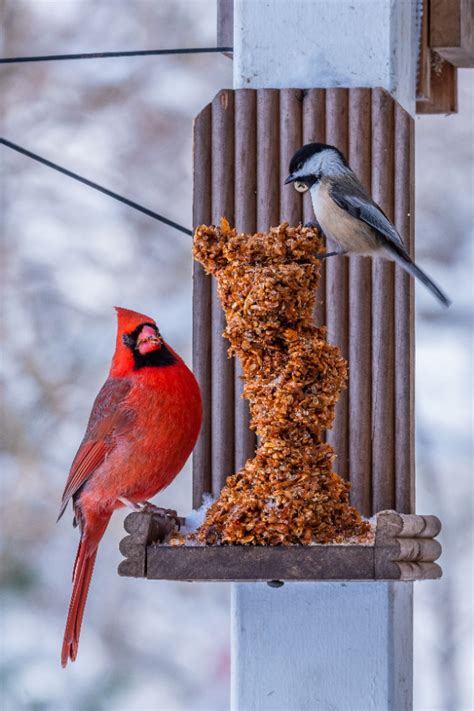 How to feed cardinals this winter Garden Gate