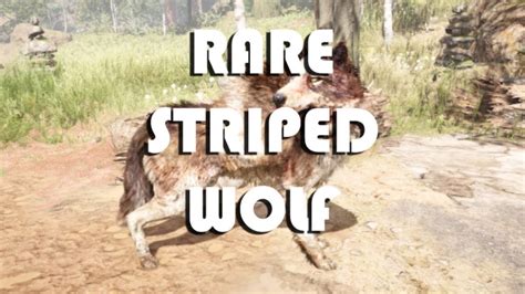 How to find Rare Stripe Wolf