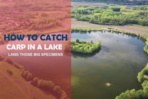 How to find carp in a lake