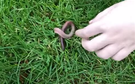 How to find earthworms in summer