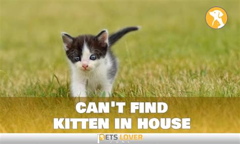 How to find kitten in house