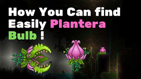 How to find plantera. Sep 1, 2015 · Sep 1, 2015. #7. It takes a while for Plantera bulbs to grow so don't make a new world. Your current world should have a bulb and the more time passes there will be more bulbs. In your jungle clear out all the shrubs that naturally grow so that the bulbs can grow there instead. 