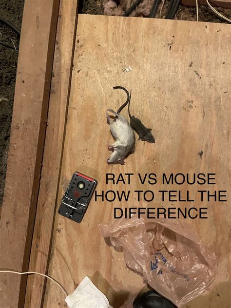 How to fix a "rat