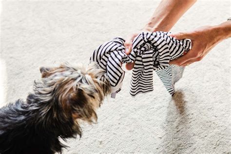 How to fix toy aggression in dogs