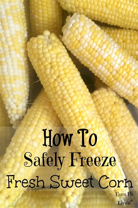 How to freeze fresh corn. 