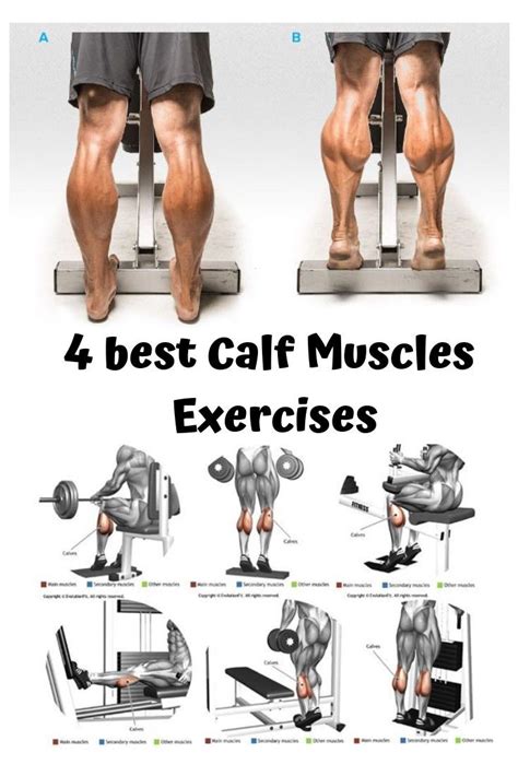 How to gain muscle in calves