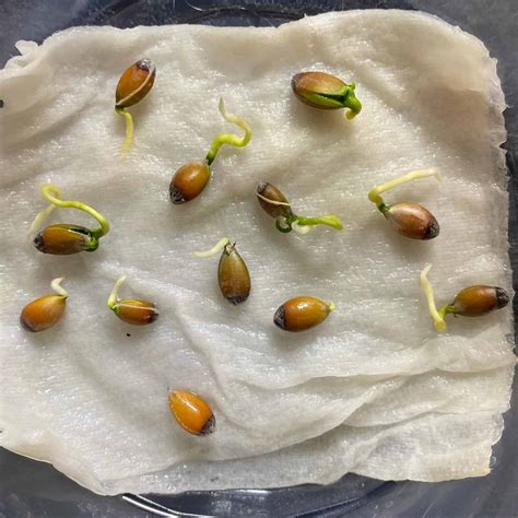 How to germinate lemon seeds. After a month, lemon seeds will germinate in a paper towel, and the roots will be 1.5 inches long. Prepare the soil and a pot for each seedling; the ideal soil mix should have 5.5.5. Single out the paper towels’ seedlings and carefully remove them without breaking off the roots if the paper is sticking to them. 