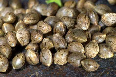 How to germinate pot seeds. Option 1. Germinate seeds in the soil that they are going to grow in. This is an easy and successful method. There is very little interference with the root which is fragile, and it is a … 