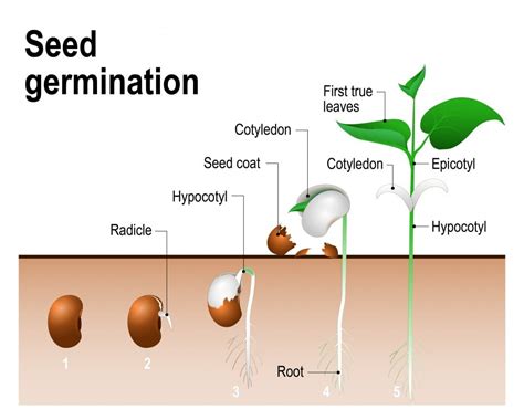 How to germinate the seeds. The germination process involves the activation of the dormant seed, leading to the emergence of an embryonic plant. The process is triggered by the imbibition ... 