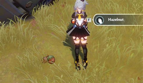 How to get Hazelnuts in Tower of Fantasy
