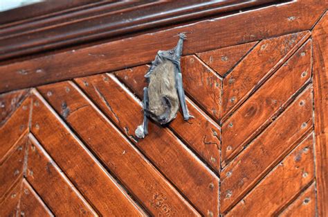 How to get a bat out of the house. If the bat does not fly out on its own, you can wait for it to land. Then gently capture it with heavy leather work gloves or a thick towel. You can also take a ... 