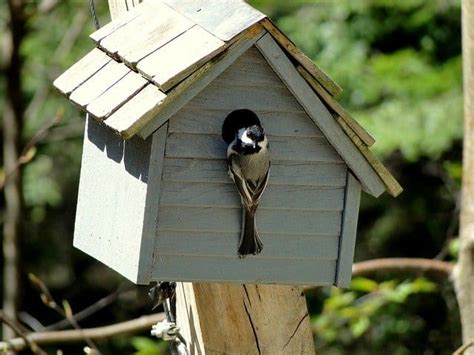 How to get a bird out of your house. Methods on how to get birds out of your house Isolate the bird in one room. Close all doors so the bird is limited to one room, rather than having … 