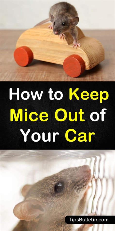 How to get a mouse out of your car. Things To Know About How to get a mouse out of your car. 