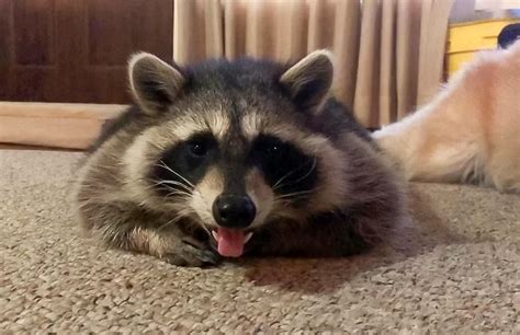 How to get a pet raccoon. Food. Provide a balanced diet, using specially formulated raccoon food or a mix of dry dog food, fruits, and vegetables. Keep it fresh and replenish daily. Water. Provide clean, fresh water daily in a heavy water bowl that can’t be tipped over easily. Clean and refill the bowl daily. 