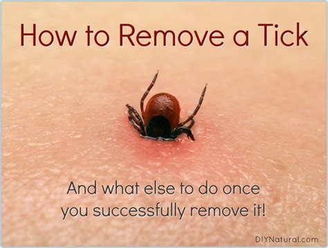 How to get a tick out. Any ticks found should be carefully removed with either tweezers or by hand. If they are already latched onto the skin, be sure to remove the entire parasite, including the head. After you remove ... 