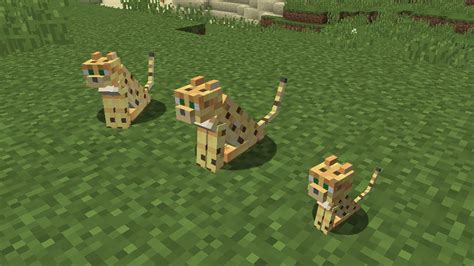 How to get an ocelot in minecraft