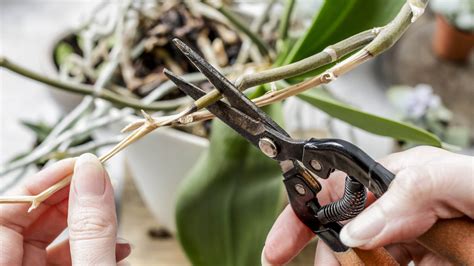 How to get an orchid to rebloom in 6 easy steps Tom s Guide