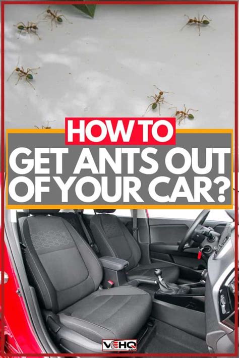 How to get ants out of car. Things To Know About How to get ants out of car. 