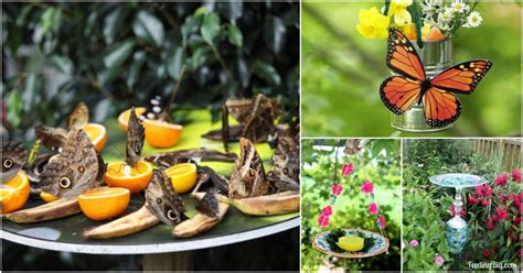 How to get butterflies in your garden