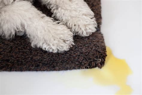 How to get dried dog pee out of carpet. 1 cup white vinegar, distilled. 3 percent hydrogen peroxide and 1/4 to 1/2 cup baking soda. After blotting up as much pee as possible, combine these chemicals in a spray bottle and liberally spray the spot. Before addressing the stain, saturate it with water to soak it out of the carpet if it has had time to dry. 