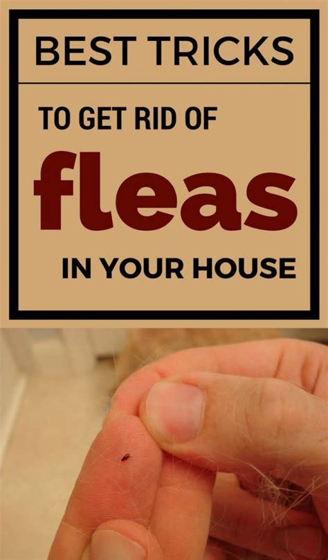 How to get fleas out of house. 3. Spray a vinegar and water mixture over the area. Pour equal parts vinegar and water in a spray bottle and shake it thoroughly to mix them. Use either white vinegar or apple cider vinegar for this mixture. Then, go ahead and spray your carpet, paying extra attention to places your pet likes to be if you have one. 