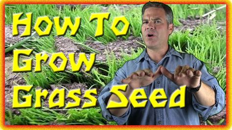 How to get grass to grow. Raise the bed so that it is not waterlogged. Make furrows of about 1 cm deep and space at 5 cm from one furrow to the next. Plant the seeds evenly in the furrows and cover lightly with soil. Water regularly. Erect a shade or use mulch with dry grass to prevent direct sunlight on the bed and the young seedlings. 