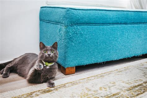 How to get kitten to stop scratching