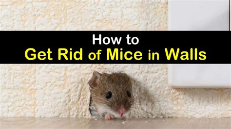 How to get mice out of walls. Once you’ve identified potential entries, close them up using mouse-proof material. Skip sealants and spray foams, which mice can easily chew through. Though they won’t gnaw … 