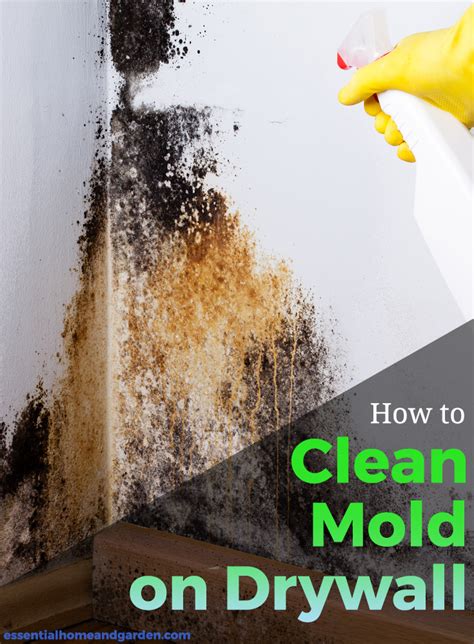 How to get mold off walls. Vacuum the area before applying the enzymatic cleaner to ensure you get rid of loose particles. Spray the moldy area thoroughly with the enzymatic cleaner, then let it sit for 30 minutes. Afterward, dab the area dry with a clean towel to remove any excess moisture from the carpet. Once dry, vacuum the area again. 