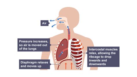 How to get more air in lungs