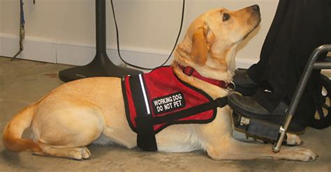 How to get my dog certified as a service dog. Sep 27, 2023 · The process on how to get a psychiatric service dog is quite simple. First, you need to have a mental disability that could benefit from the assistance of a psychiatric service dog. Then you need to acquire a dog and ensure it is trained to behave in public and perform at least one specific task that aids your disability, such as deep pressure ... 