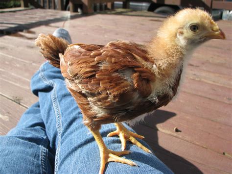 How to get my old chickens to like my new chickens - Quora