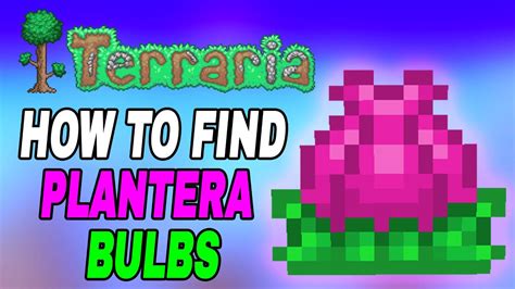 How to get plantera bulbs to spawn. Jul 18, 2021 · Plantera's Bulbs will only spawn once you have defeated all three of the Mechanical Bosses: The Destroyer, The Twins, and Skeletron Prime. Check out more about the typical Boss Progression in Terraria in our comprehensive guide. Boss Progression Guide. You will be notified that the Bulbs have started to spawn by this message: The jungle grows ... 