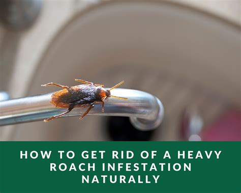How to get rid of a heavy roach infestation. Trim foundation plantings away from the home. Limit water sources by emptying standing water in pots and birdbaths. Reduce or remove outdoor pet food and bird feeders, which roaches may be feeding on. Use caulk, mesh screens, and other exclusion methods to keep cockroaches from entering the home. 