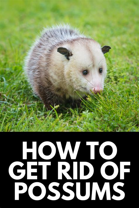 How to get rid of a possum. How to Remove an Opossum from Inside the House There are various ways to get rid of opossums. You can use chicken-wire fence to make sure that no possum enters into your yard. Build a fence of 4 feet high with the upper part 12 … 